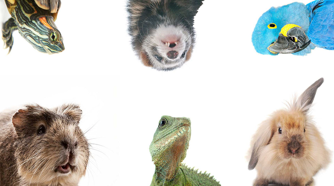 Small Pets Top Collection